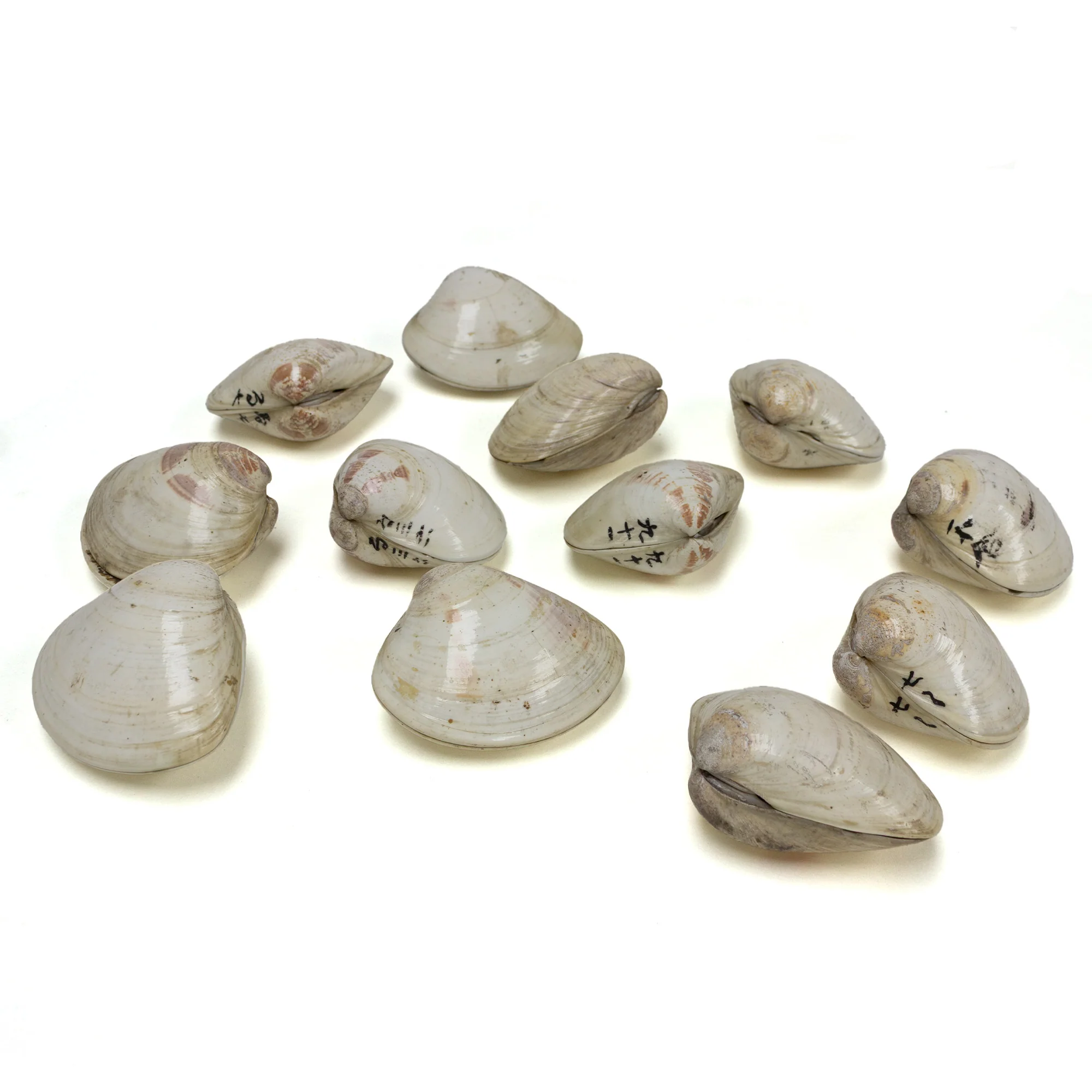 48 Piece Shell Game Set - Image 2