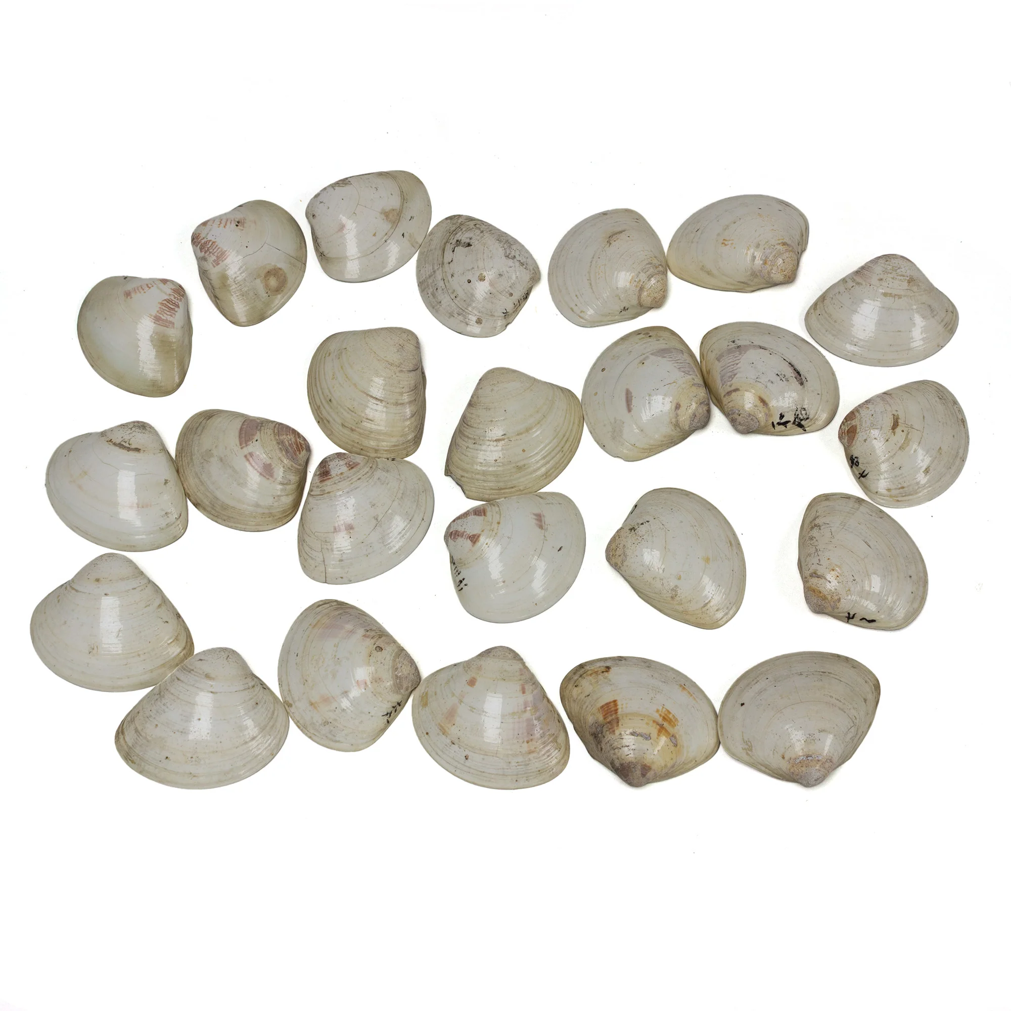 48 Piece Shell Game Set - Image 9