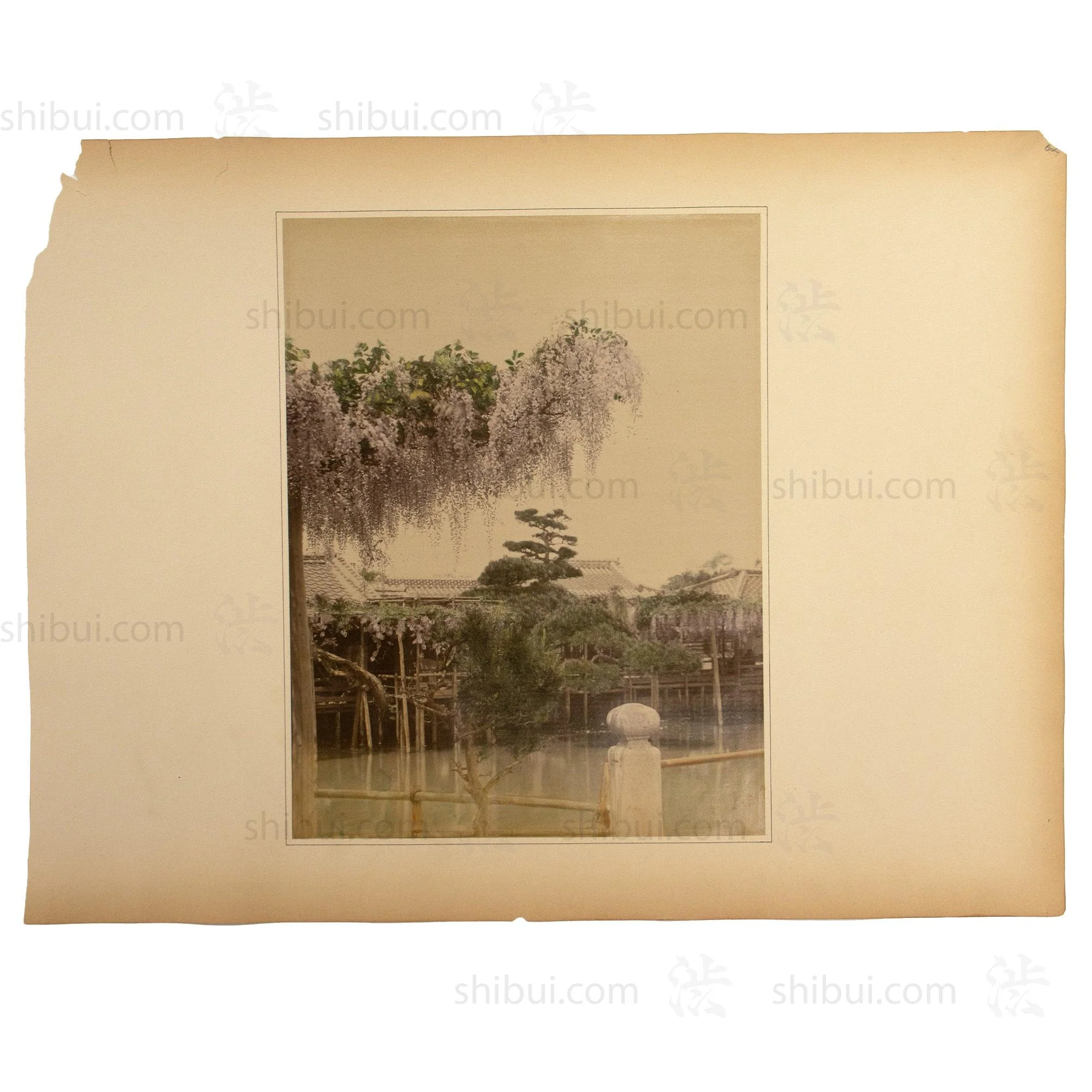 Japanese Antique Hand Tinted Albumen Photo of Wistera - Image 2