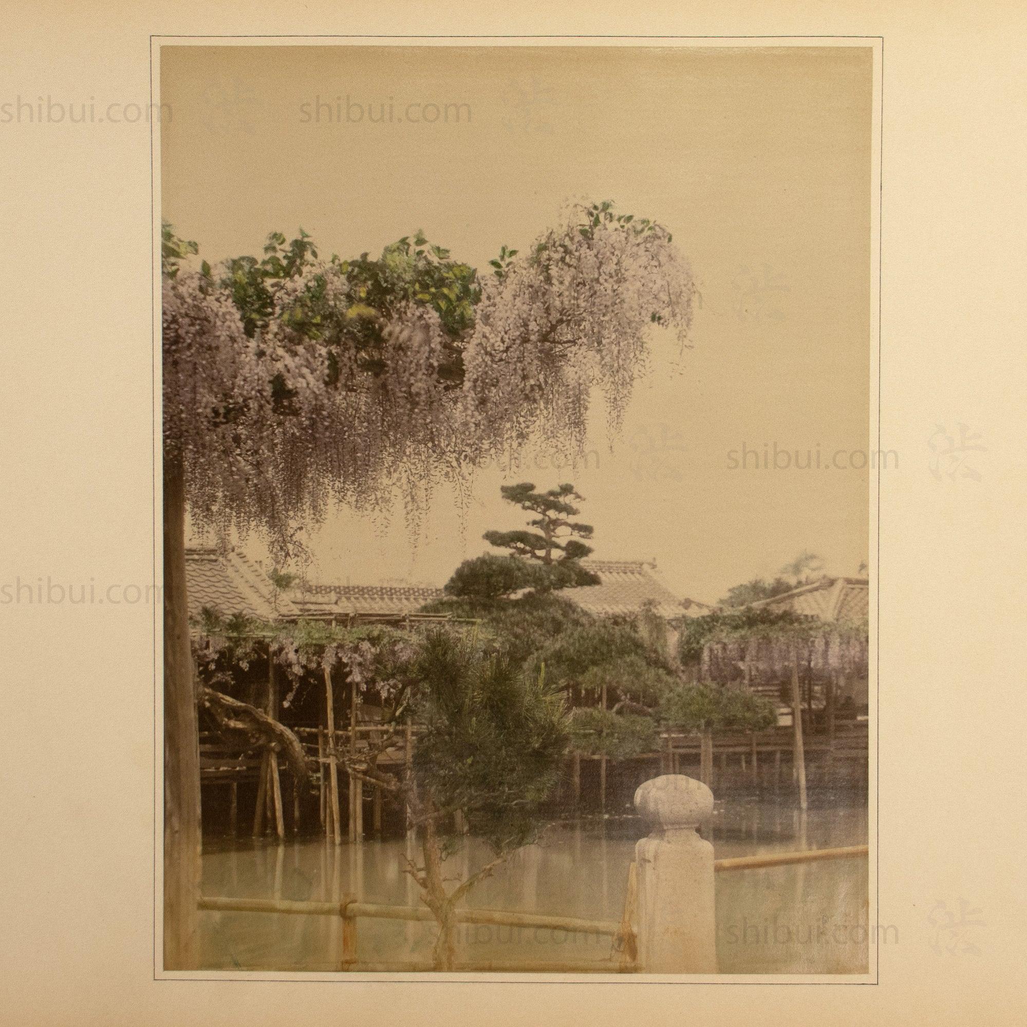 Japanese Antique Hand Tinted Albumen Photo of Wistera - Image 3
