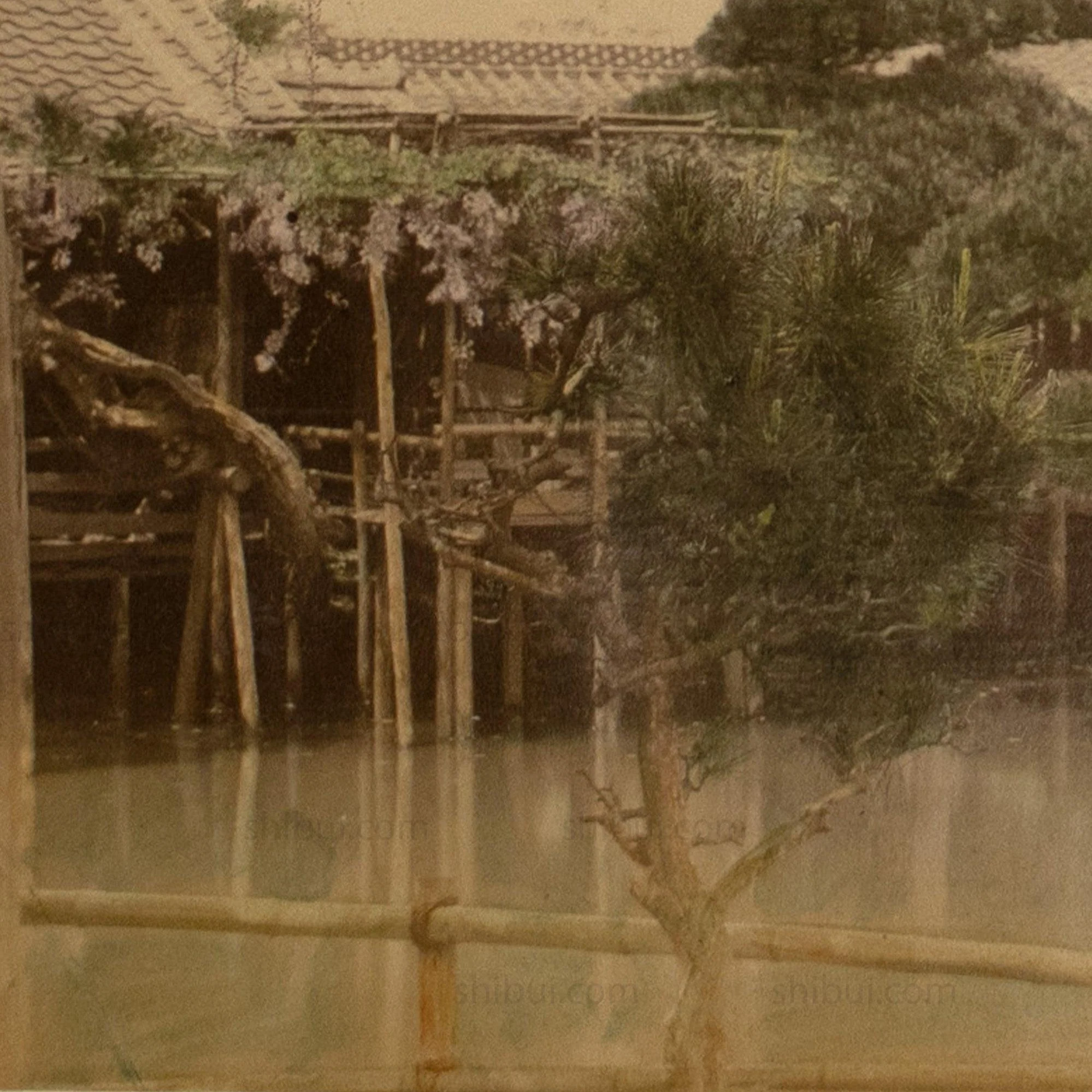 Japanese Antique Hand Tinted Albumen Photo of Wistera - Image 4
