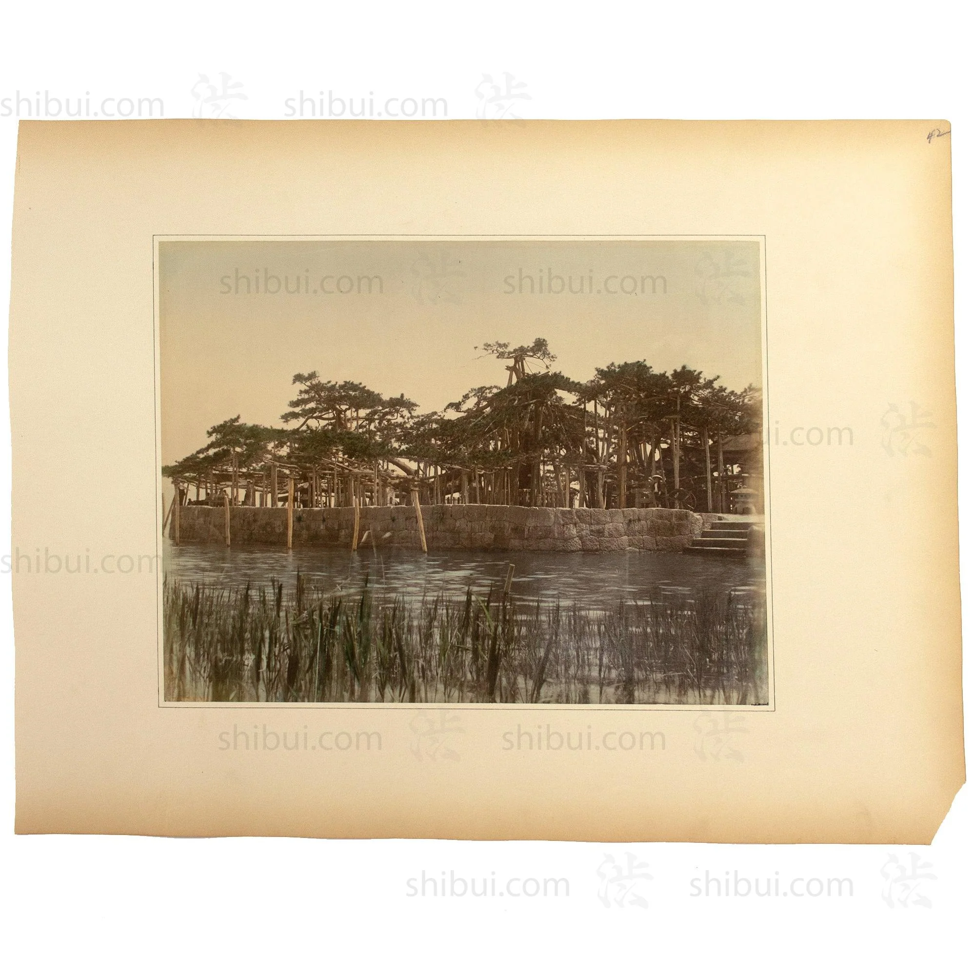 Karasaki Pine Tree |  Japanese Antique Hand Tinted Albumen Photograph - Image 2
