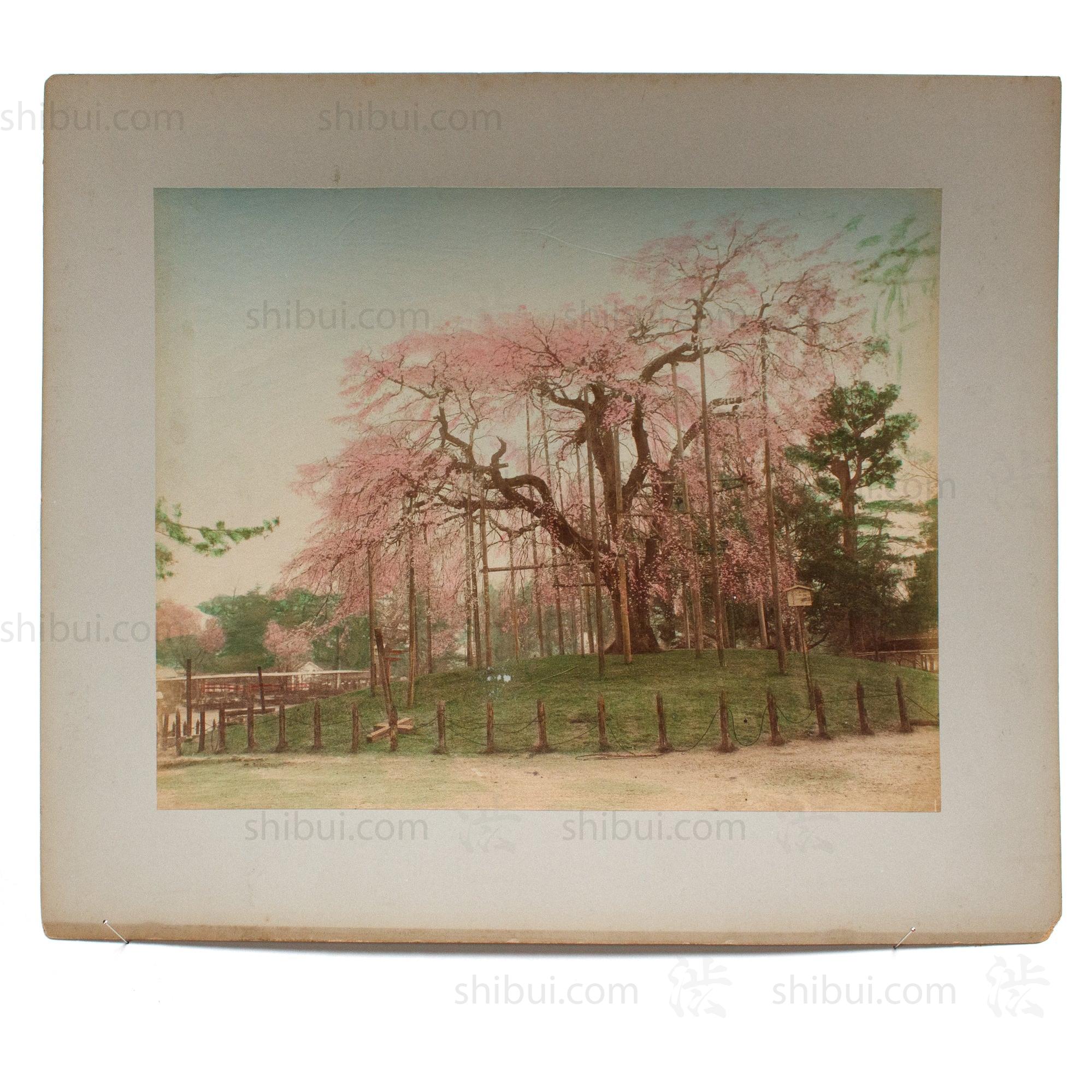 Hand Tinted Antique Japanese Albumen Photo of Sakura Bloom | Japanese Cherry Blossom