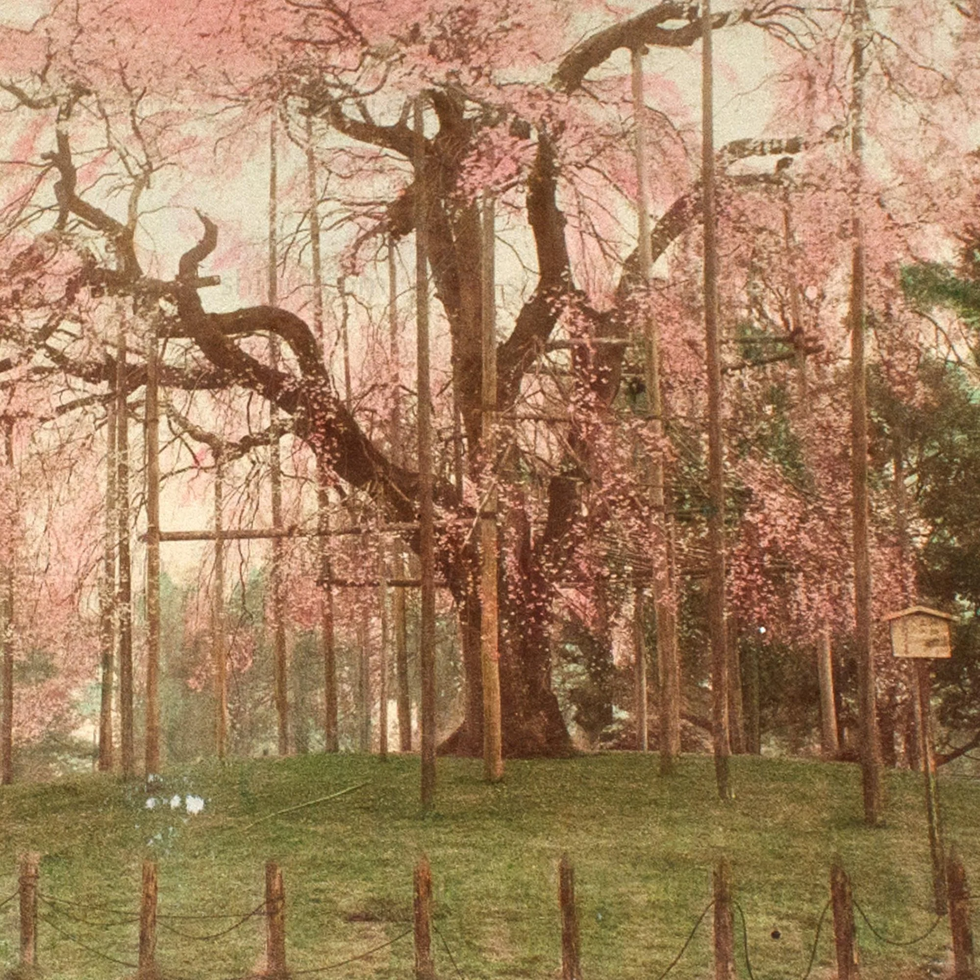 Hand Tinted Antique Japanese Albumen Photo of Sakura Bloom | Japanese Cherry Blossom - Image 2