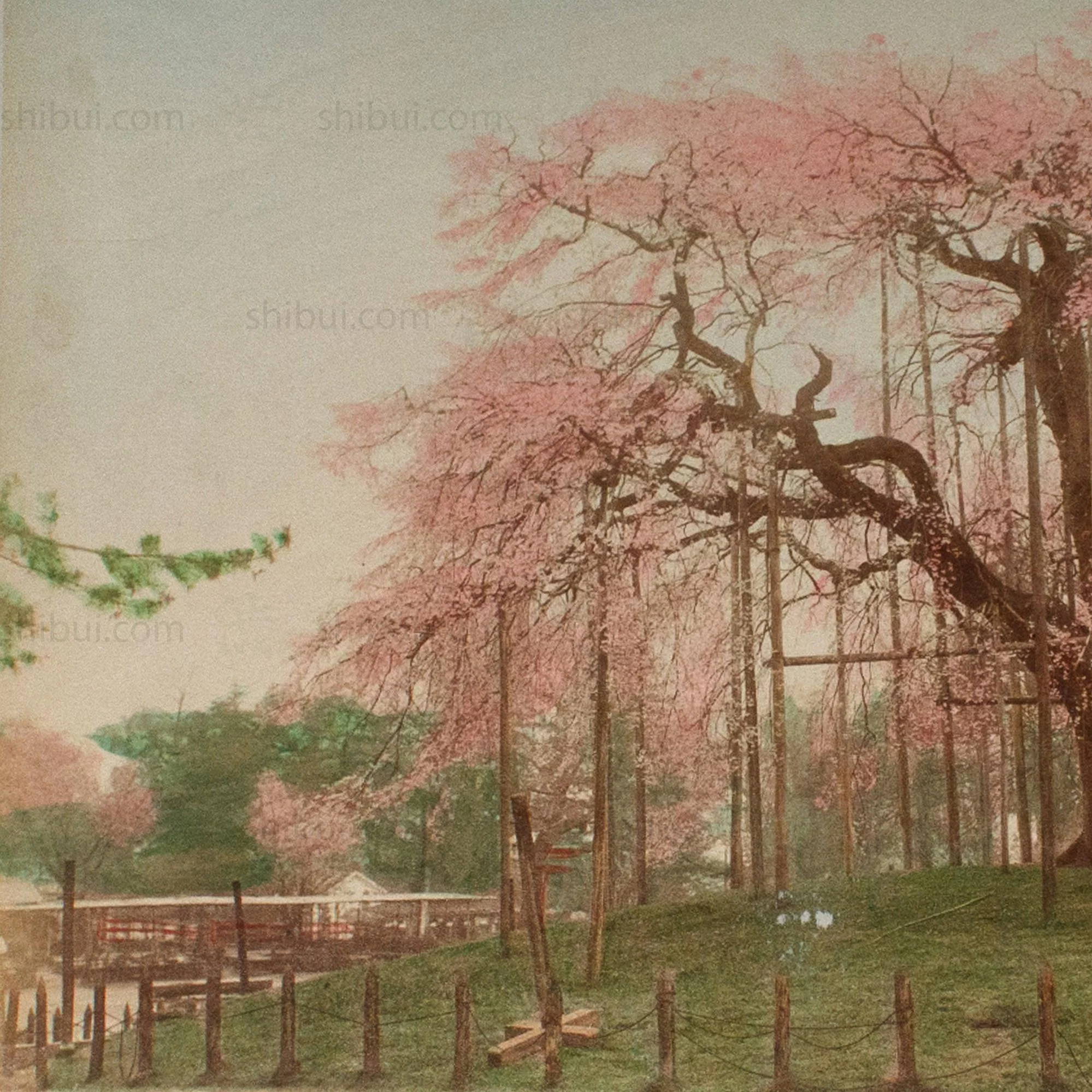 Hand Tinted Antique Japanese Albumen Photo of Sakura Bloom | Japanese Cherry Blossom - Image 3