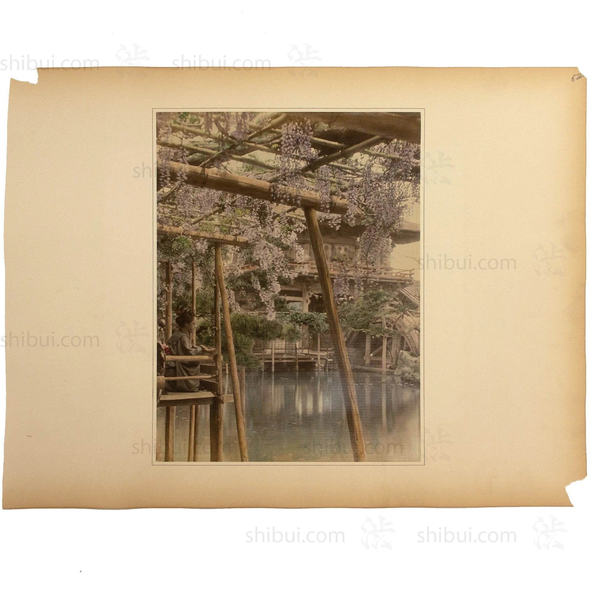 Hand Tinted Antique Japanese Albumen Photo of Wisteria - Image 2
