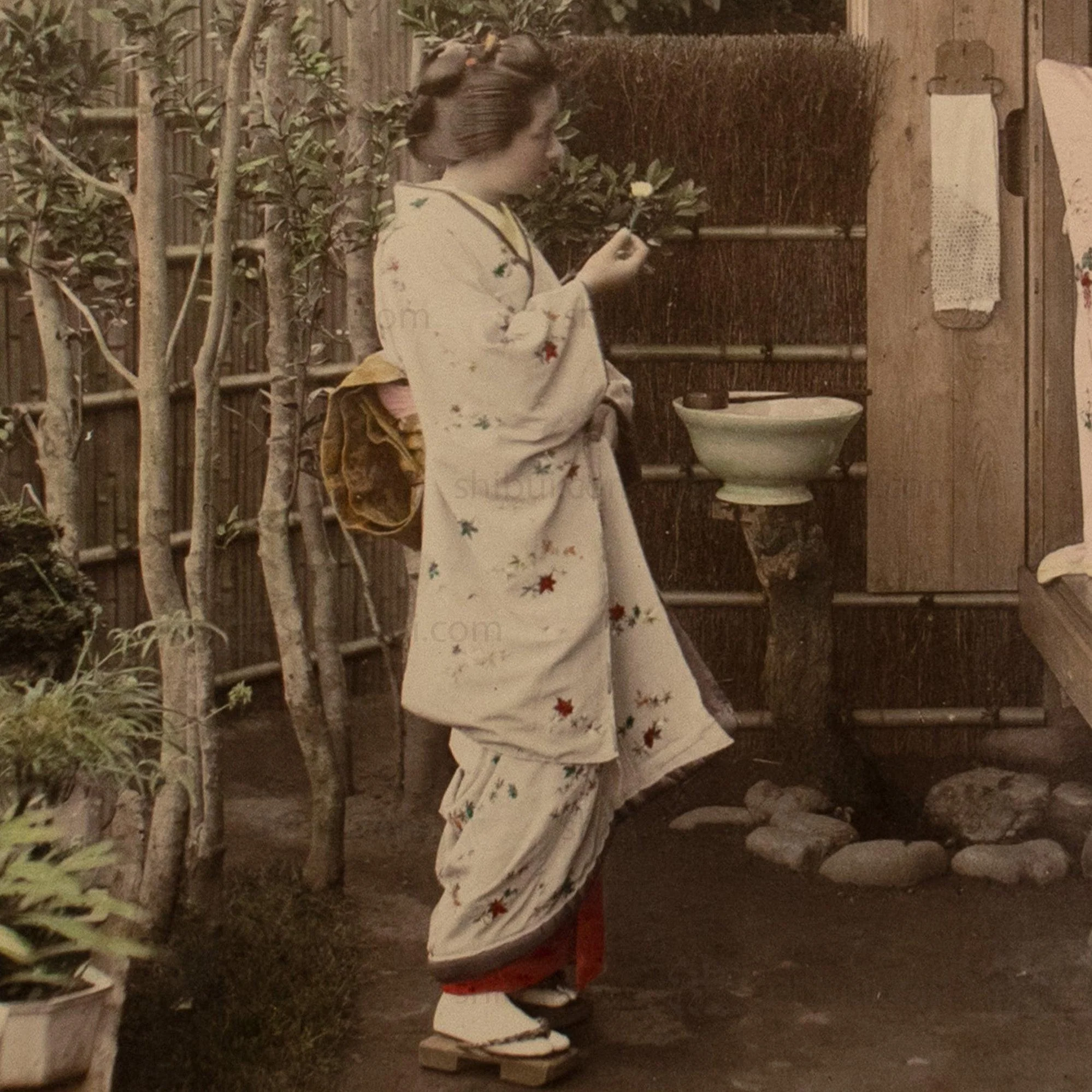 Hand Tinted Antique Japanese Albumen Photo of Wisteria - Image 4
