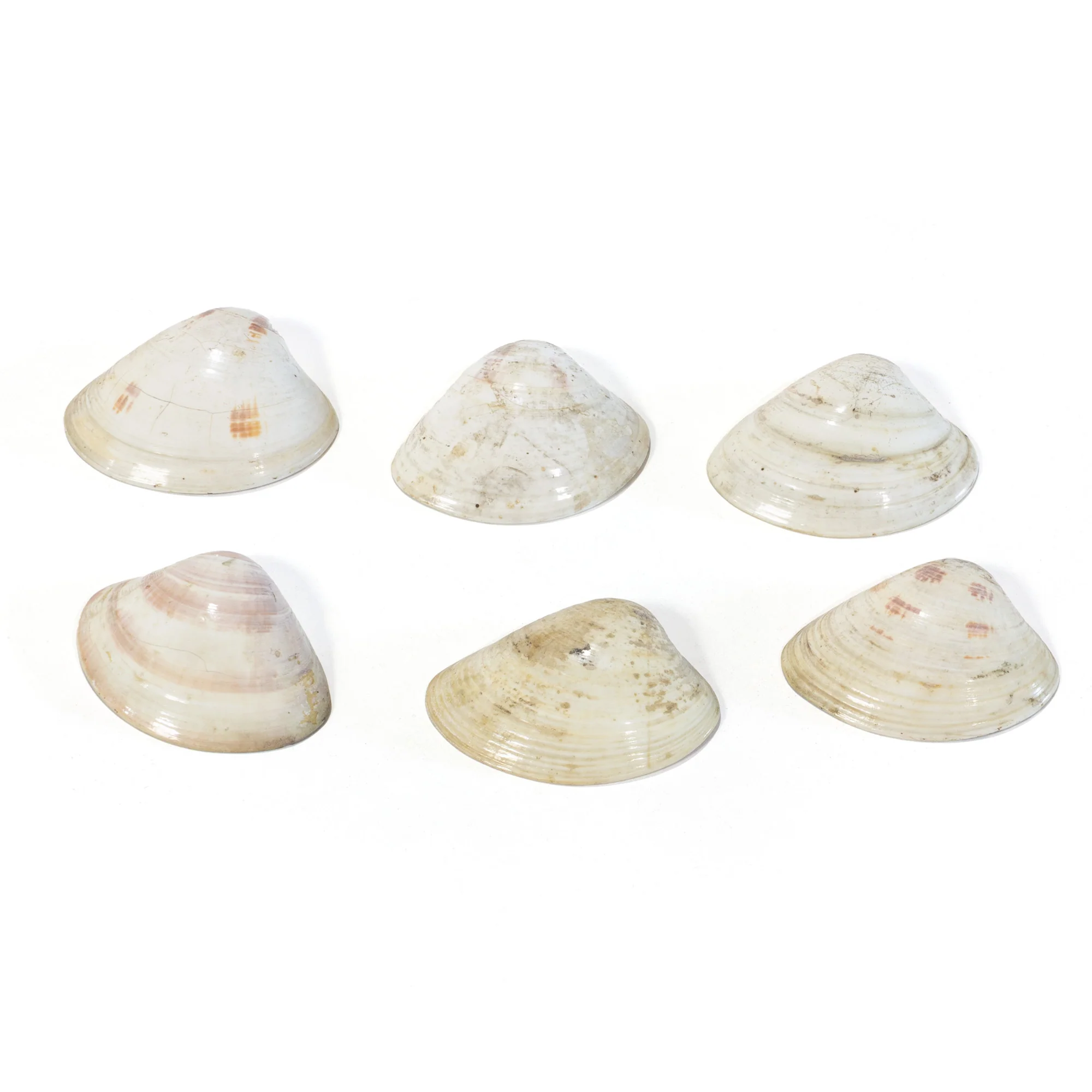 Kai-Awase | Unmatched Painted Shells from Memory Game - Image 2