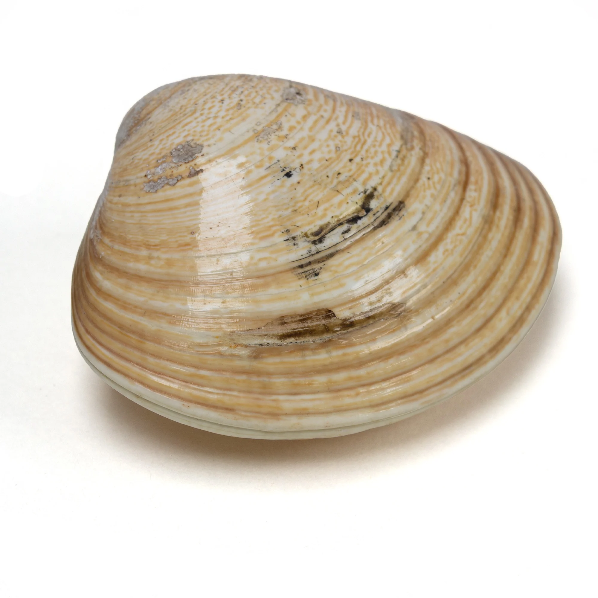 Single Shell Set From Shell Game - Image 2