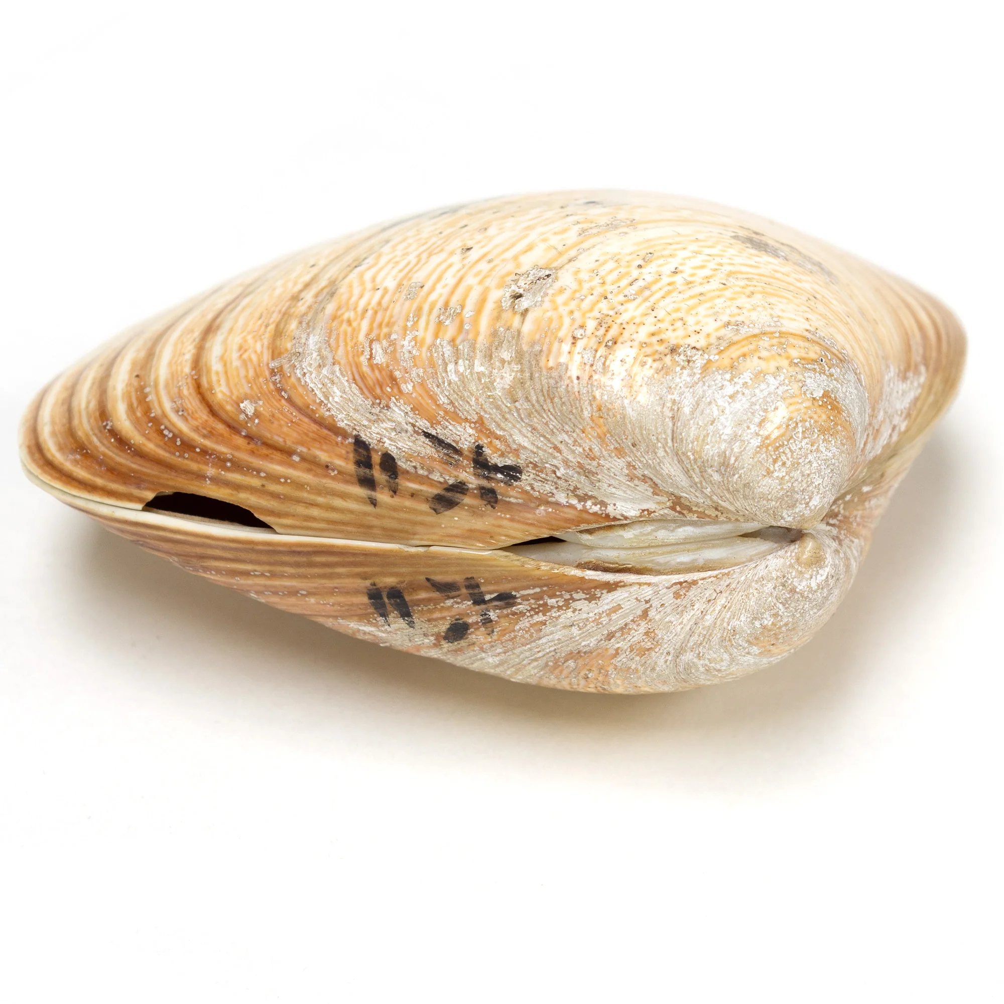 Single Shell Set From Shell Game - Image 3