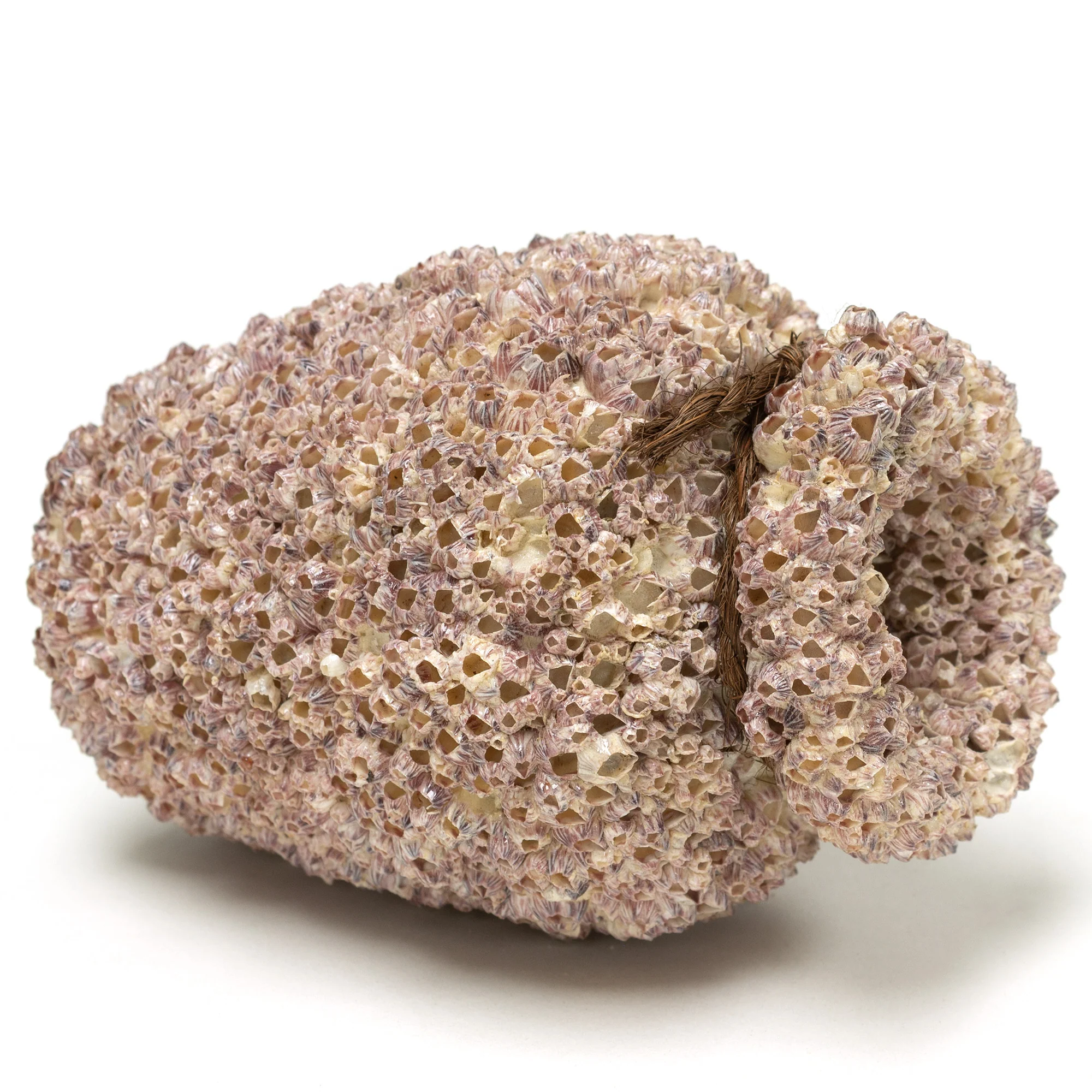 Small Takotsubo | Barnacle Encrusted Antique Japanese Pot - Image 5