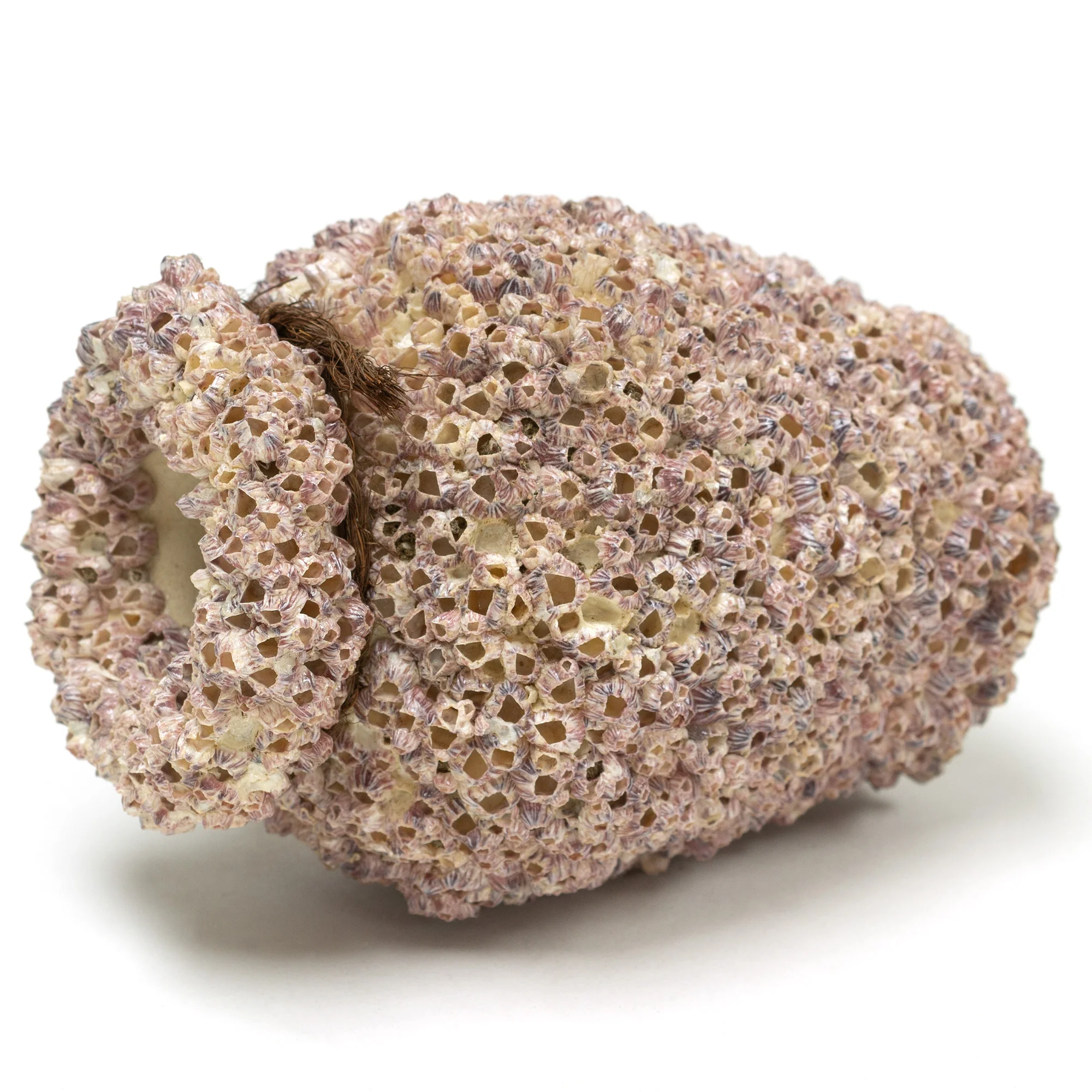 Small Takotsubo | Barnacle Encrusted Antique Japanese Pot - Image 6