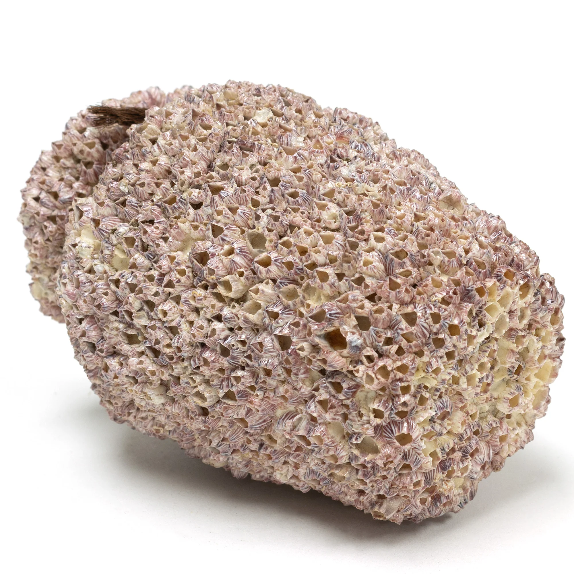 Small Takotsubo | Barnacle Encrusted Antique Japanese Pot - Image 7