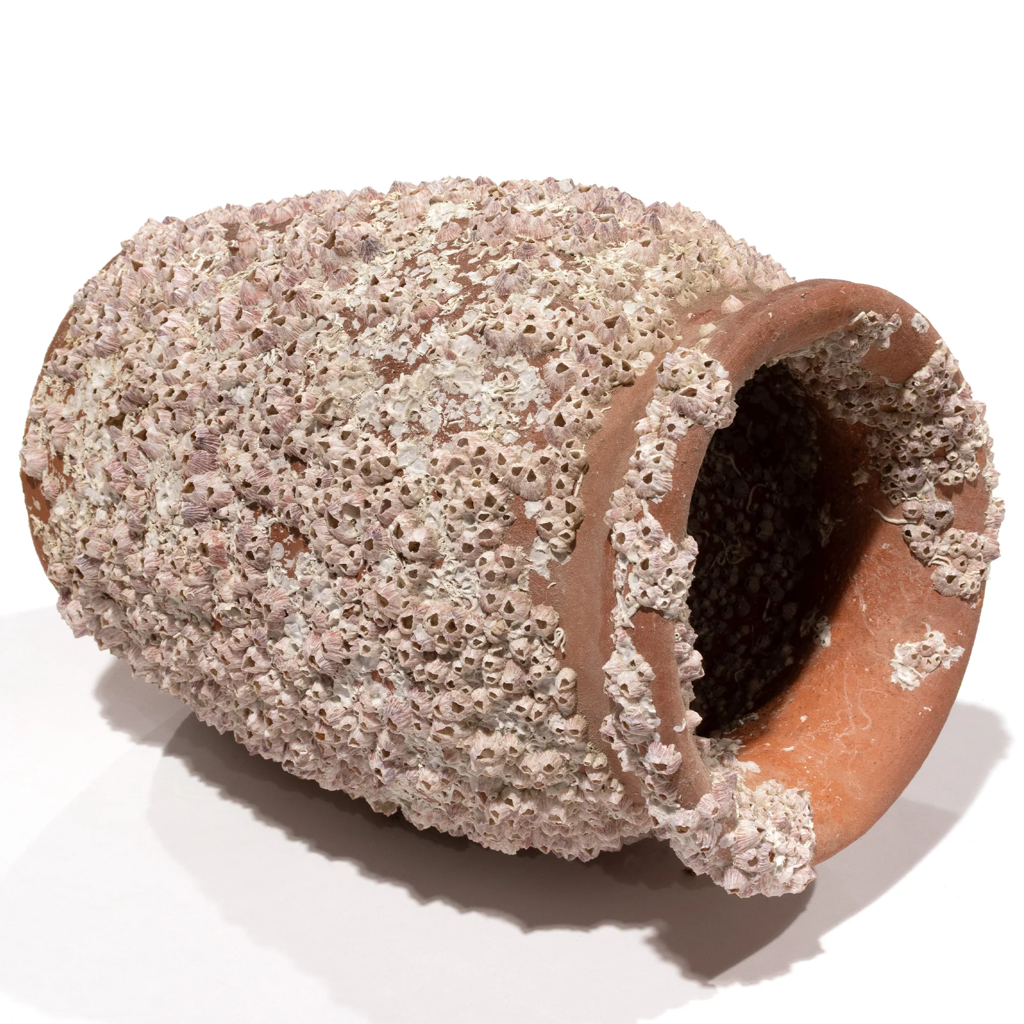 Takotsubo | Barnacle Encrusted Antique Japanese Pot - Image 4