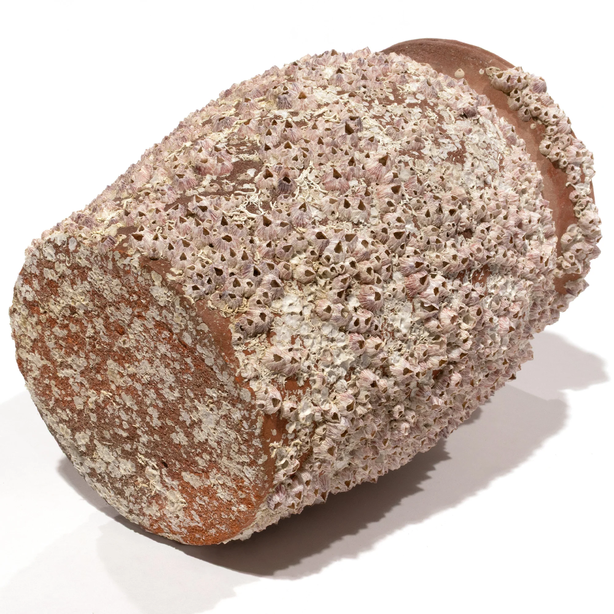 Takotsubo | Barnacle Encrusted Antique Japanese Pot - Image 5